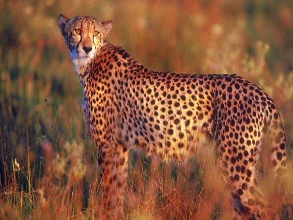 HillsNek Safaris - Wildlife 